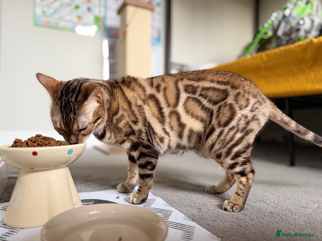 Bengal cats for sale: Exceptional Seal Sepia Bengal Queen  - Advert 5