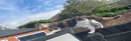 Mixed Breed cats for sale: Beautiful cream kittens for sale - Advert 18