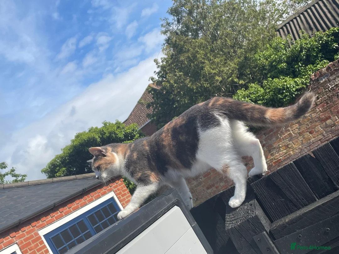 Mixed Breed cats for sale: Beautiful cream kittens for sale - Advert 18