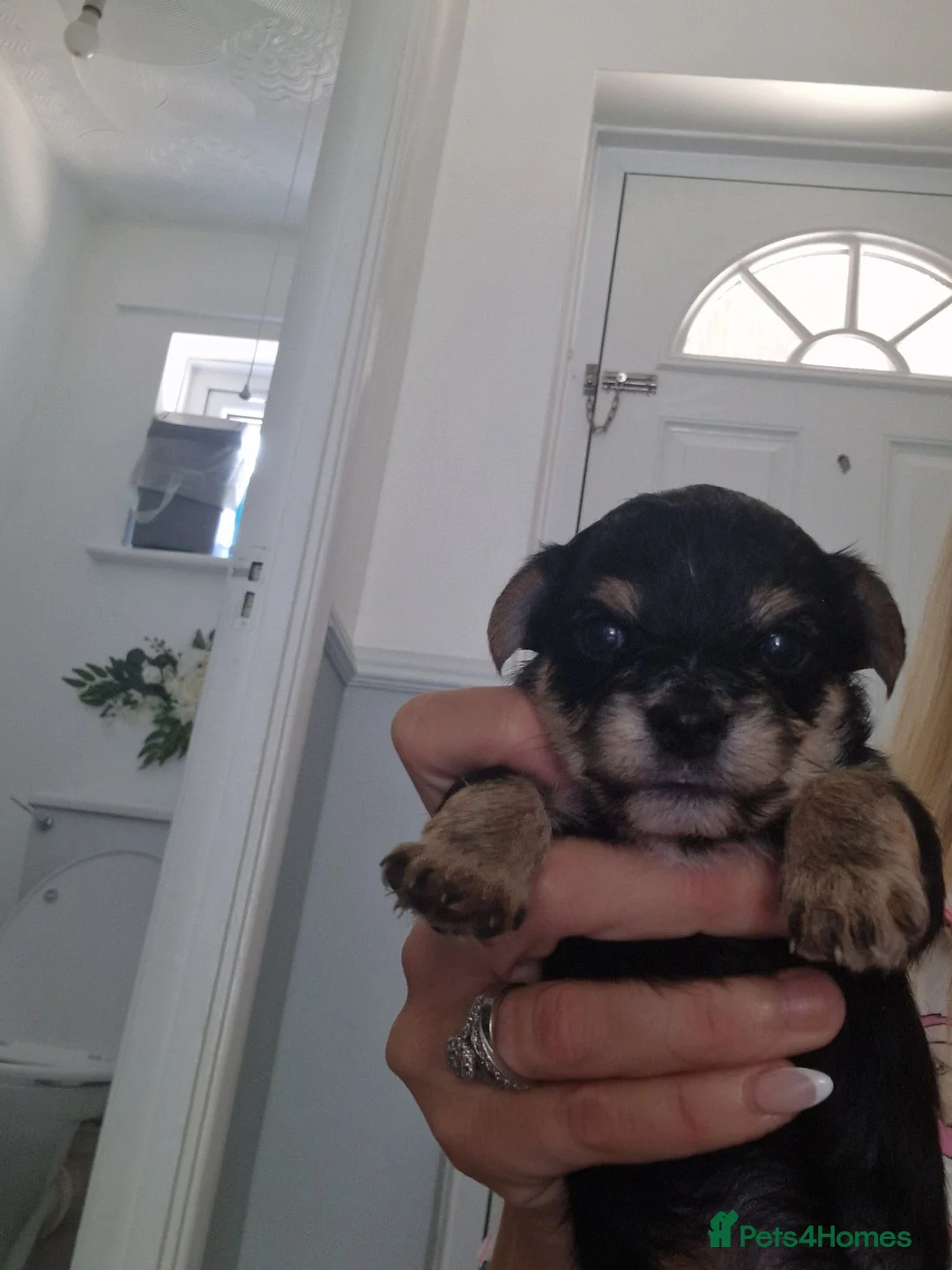 Yorkshire Terrier dogs for sale: Yorkshire terrier puppys in Edenbridge - Advert 2