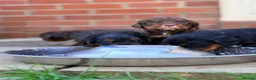 Cocker Spaniel dogs for sale: Stunning kc cocker spaniels - puppy culture raised - Advert 8