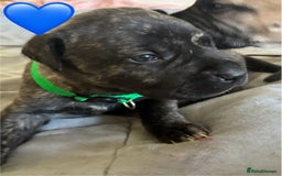 Mixed Breed dogs for sale: Beautiful Presa Mix Pups  - Image 8