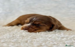 Cocker Spaniel dogs for sale: Full Health Tests KC Reg Showline Cocker Spaniels - Image 9