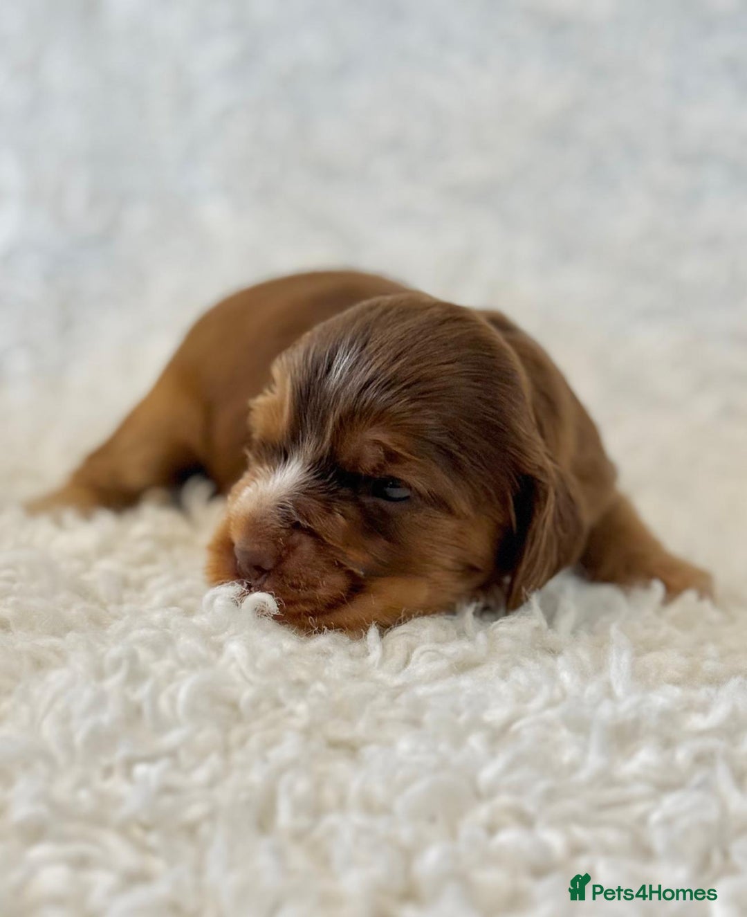 Cocker Spaniel dogs for sale: Full Health Tests KC Reg Showline Cocker Spaniels - Image 9