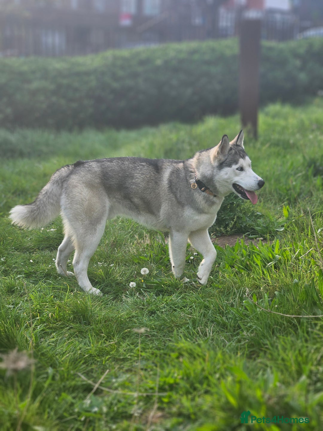 Siberian Husky dogs for stud: Gorgeous boy for stud - Image 5