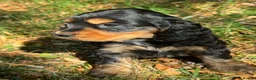 Cocker Spaniel dogs for sale: ❤️ BEAUTIFUL TRUE SHOWTYPE COCKER SPANIEL ❤️  - Advert 8