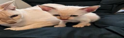 Burmese cats for sale: Chocolate Mink Boys ,registered,2x vet checked, - Advert 1