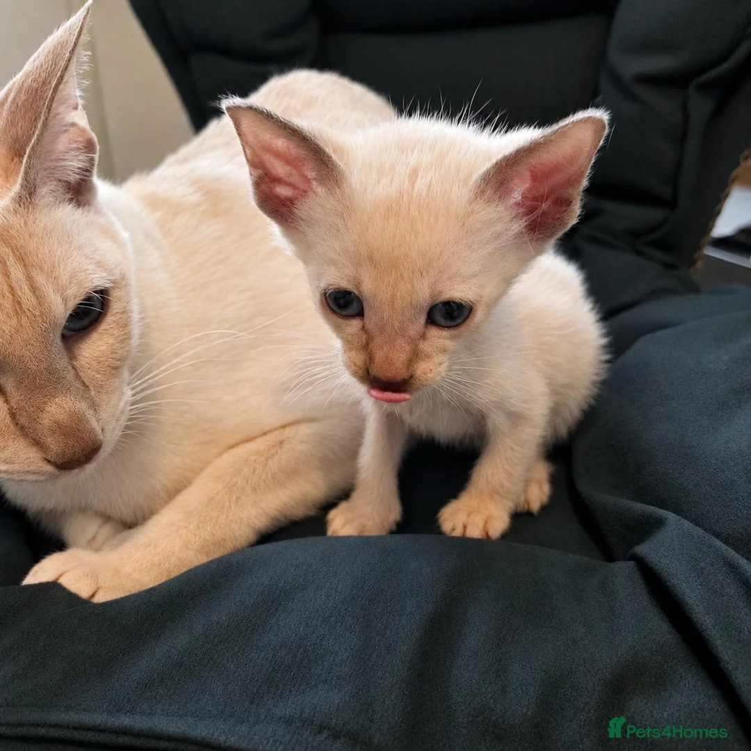 Burmese cats for sale: Chocolate Mink Boys ,registered,2x vet checked, - Advert 1
