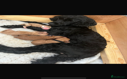Cockapoo dogs for sale: Stunning Superb DNA Clear F1B Toy Cockapoo Pups - Image 5