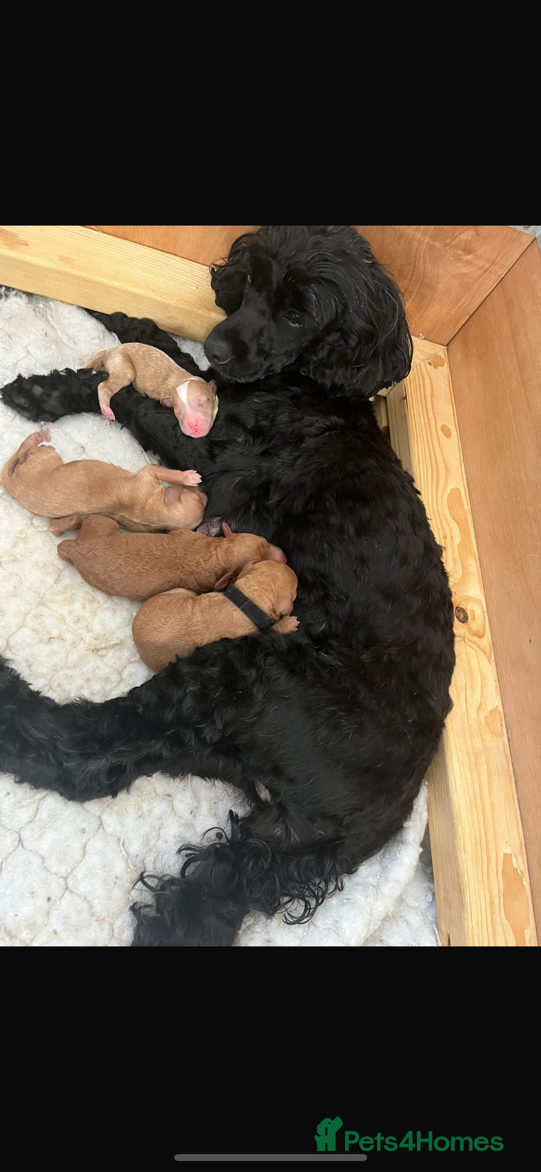 Cockapoo dogs for sale: Stunning Superb DNA Clear F1B Toy Cockapoo Pups - Image 5