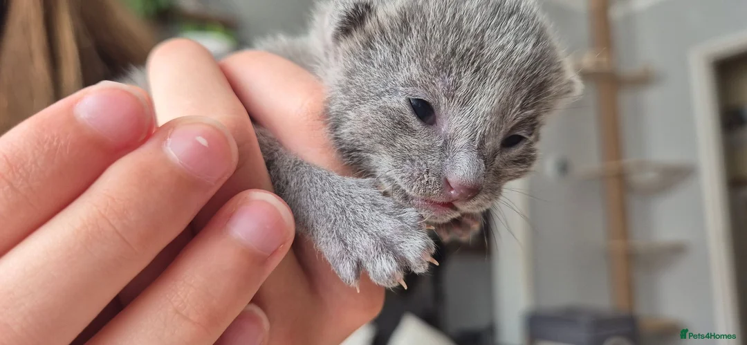 Russian Blue cats for sale: Pure Russian blue kittens 💙 🩵 😸  - Advert 2