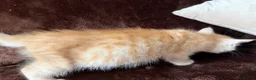 Maine Coon cats for sale: Maine Coon Cross Kittens  - Advert 21