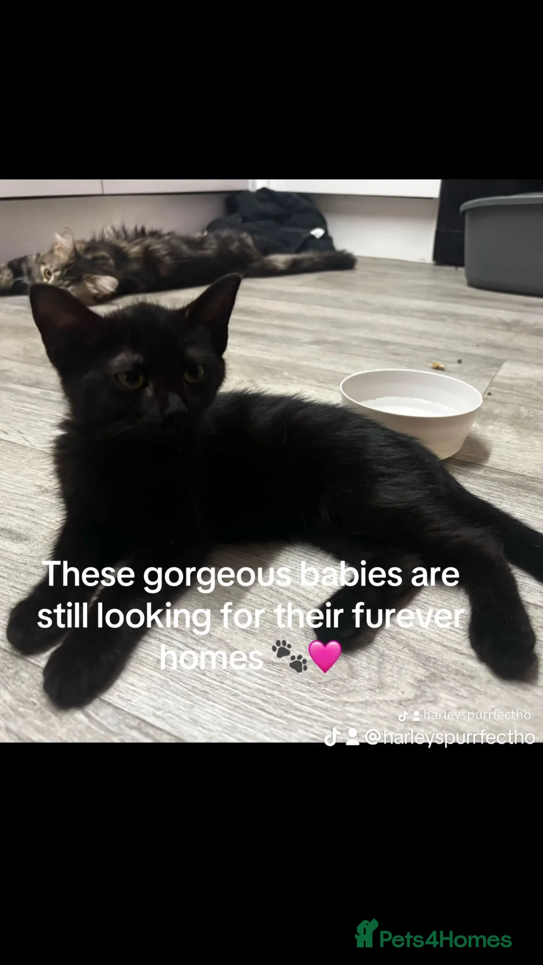 Mixed Breed cats for sale: 4 beautiful little girls still up for adoption - Advert 2