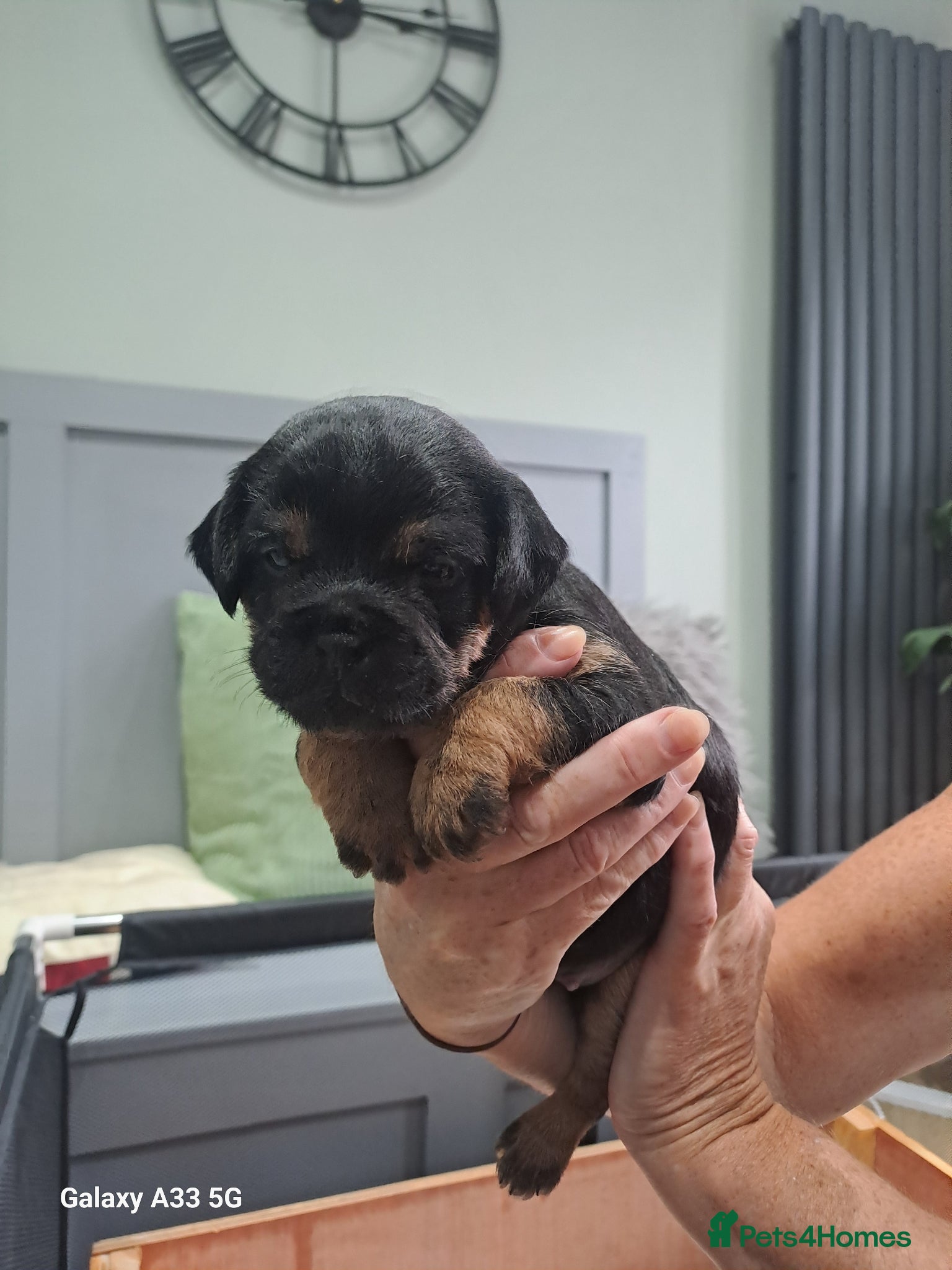 Border Terrier dogs for sale: BORDER TERRIER PUPPIES  - Advert 2