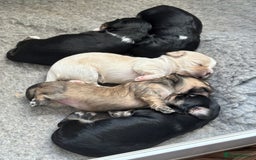 Mixed Breed dogs for sale: Fluffy Lhasa X Puppies – Family Raised! - Image 2