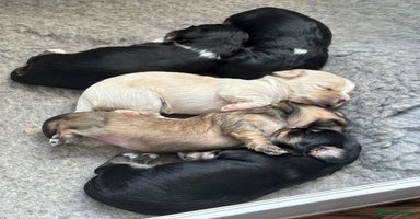 Mixed Breed dogs - Advert 7