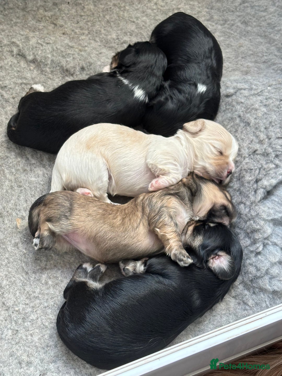 Mixed Breed dogs for sale: Fluffy Lhasa X Puppies – Family Raised! - Image 2