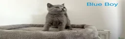 British Shorthair cats for sale: 5 British Shorthair Kittens in Wellingborough - Advert 11