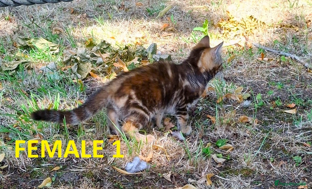 Mixed Breed cats for sale: Maine Coon X Kittens  in Coventry - Image 18