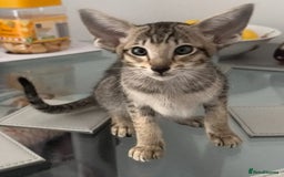 Oriental cats for sale: Pedigree Oriental Kittens  - Image 2