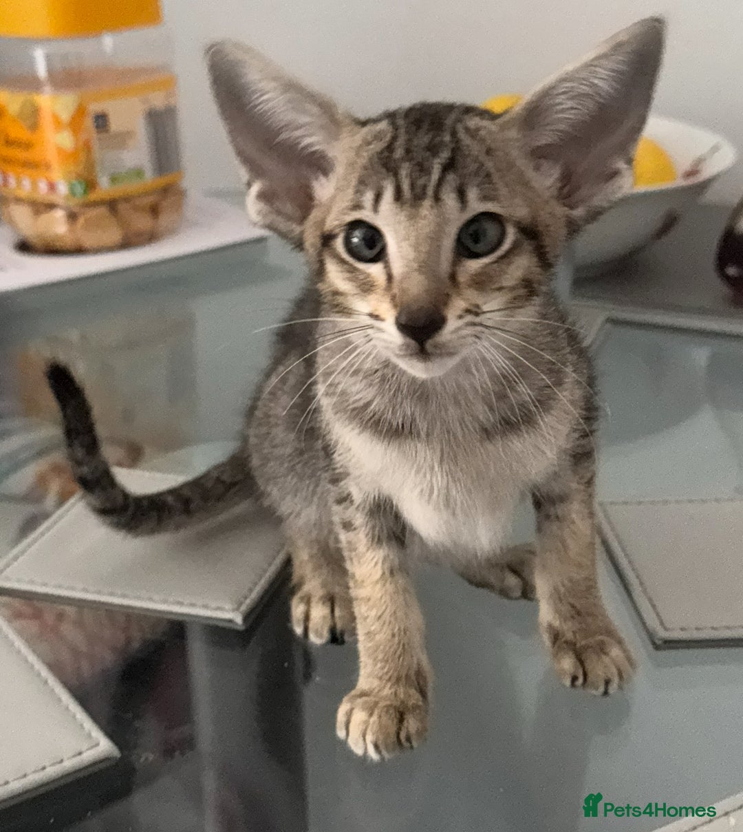 Oriental cats for sale: Pedigree Oriental Kittens  - Image 2