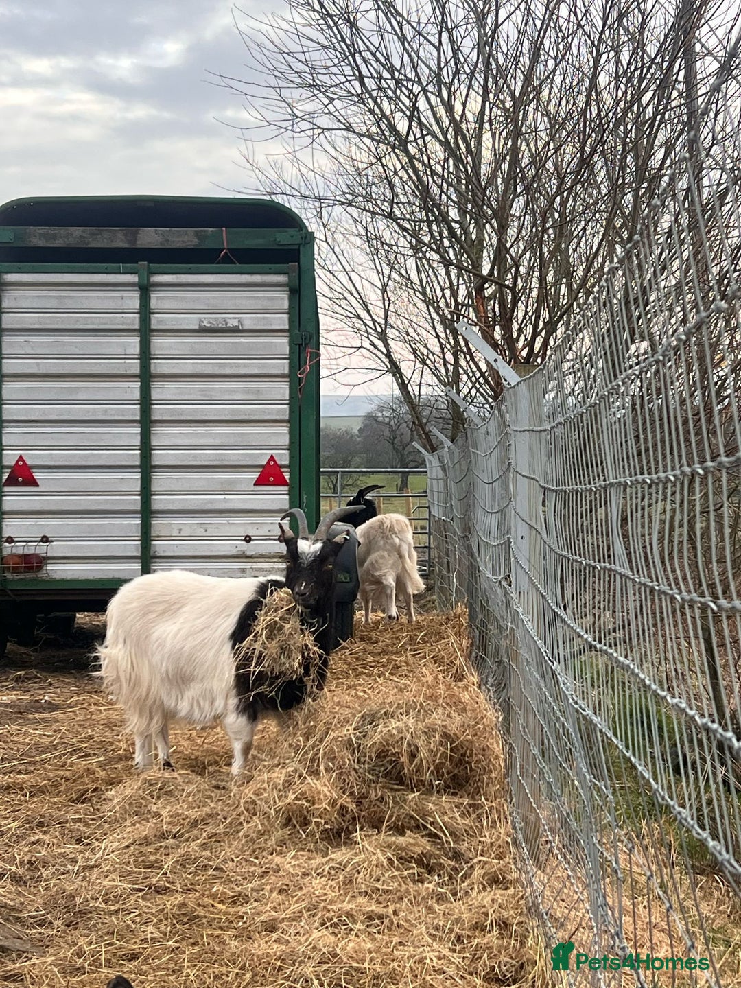 Goats livestock for sale: Pygmy goats  - Advert 6
