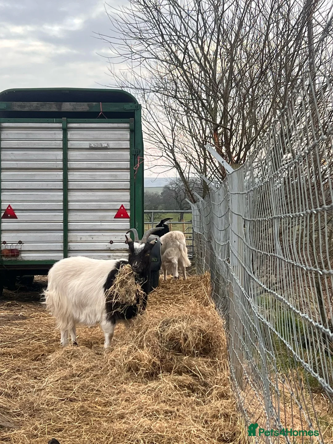 Goats livestock for sale: Pygmy goats  - Advert 6