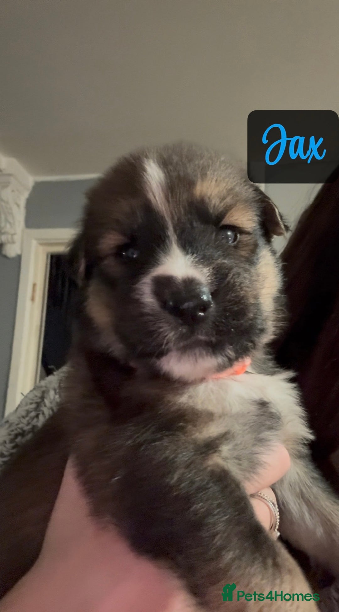 Shepsky dogs for sale: 9 beautiful Shepsky puppies in Doncaster - Advert 5