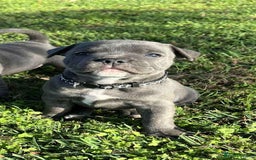 Staffordshire Bull Terrier dogs for sale: Blue English Staffy's bull terrier** - Image 3