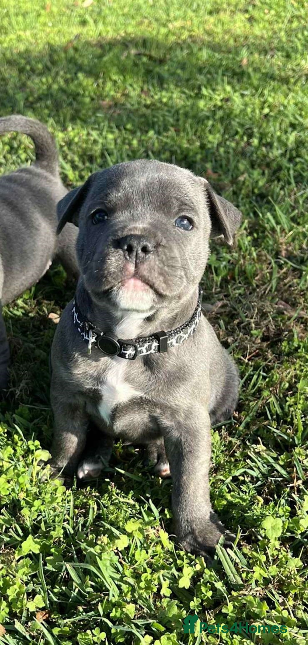 Staffordshire Bull Terrier dogs for sale: Blue English Staffy's bull terrier** - Image 3