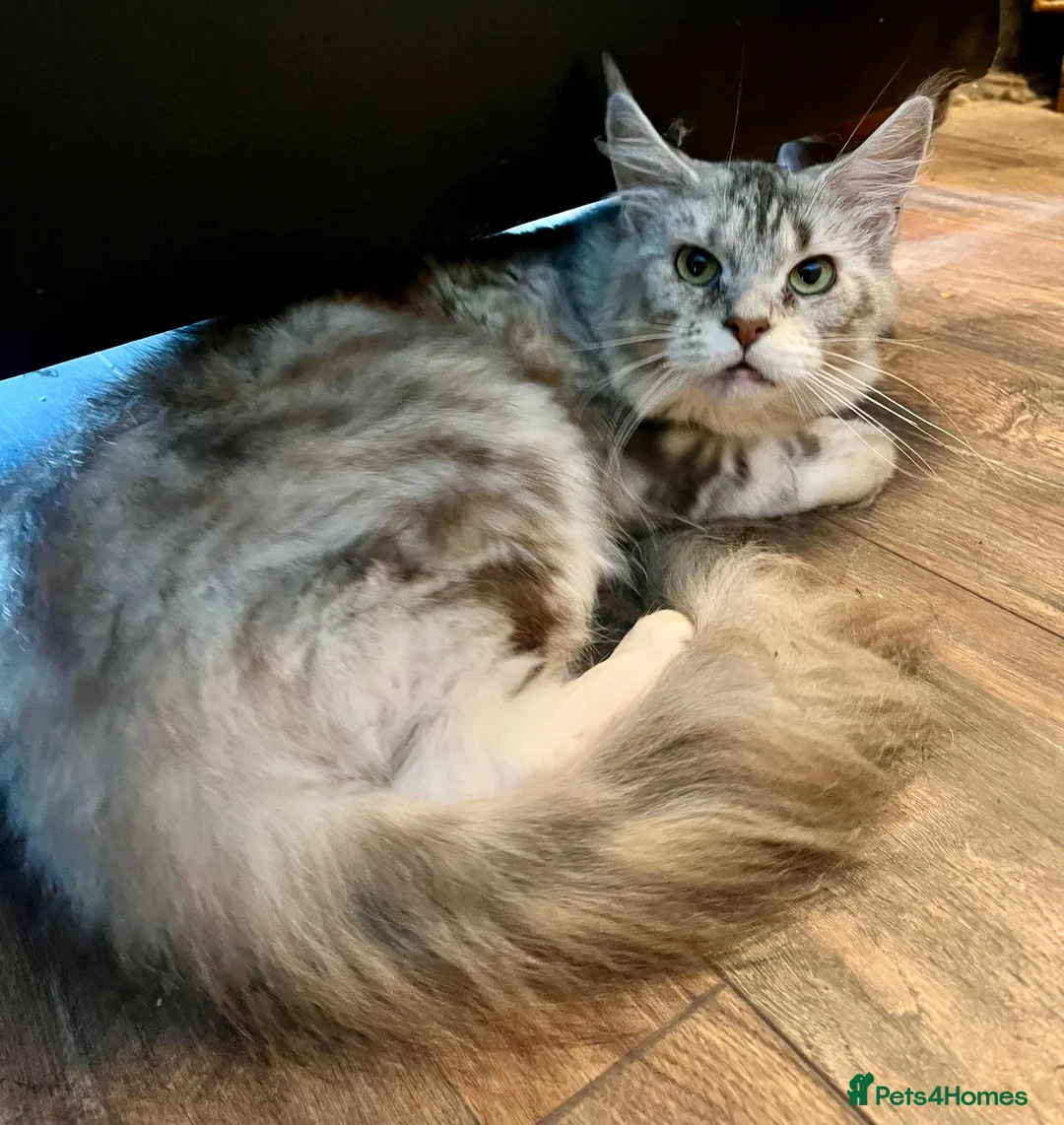 Maine Coon cats for sale: Pure Maine Coon Female - Advert 5