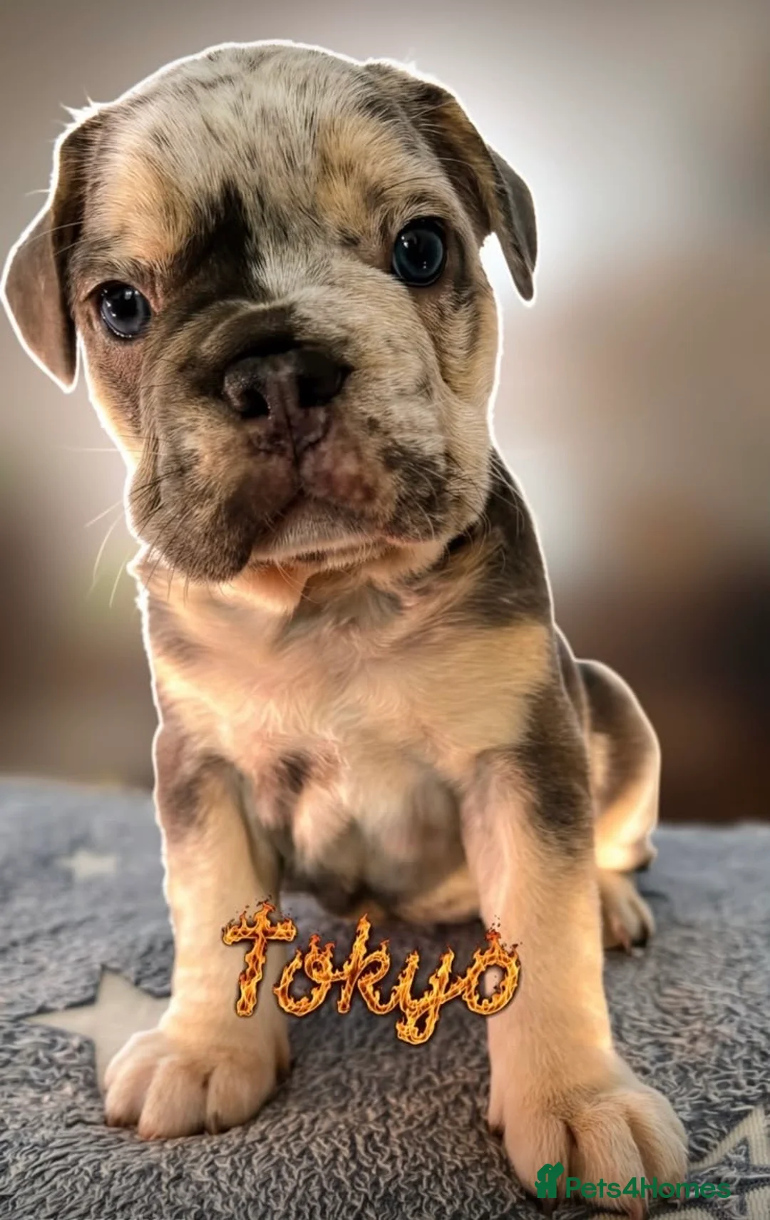 French Bulldog dogs for sale: Reduced! Ready now, 2 visual fluffy Girls left!  - Advert 22