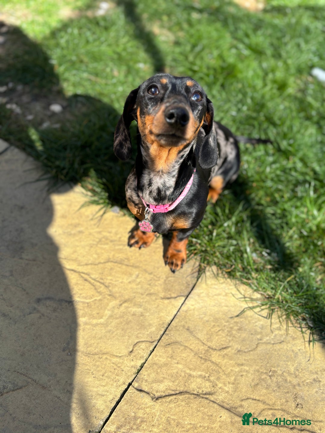 Miniature Dachshund dogs for sale: Rehoming x2 dachshunds  - Advert 10