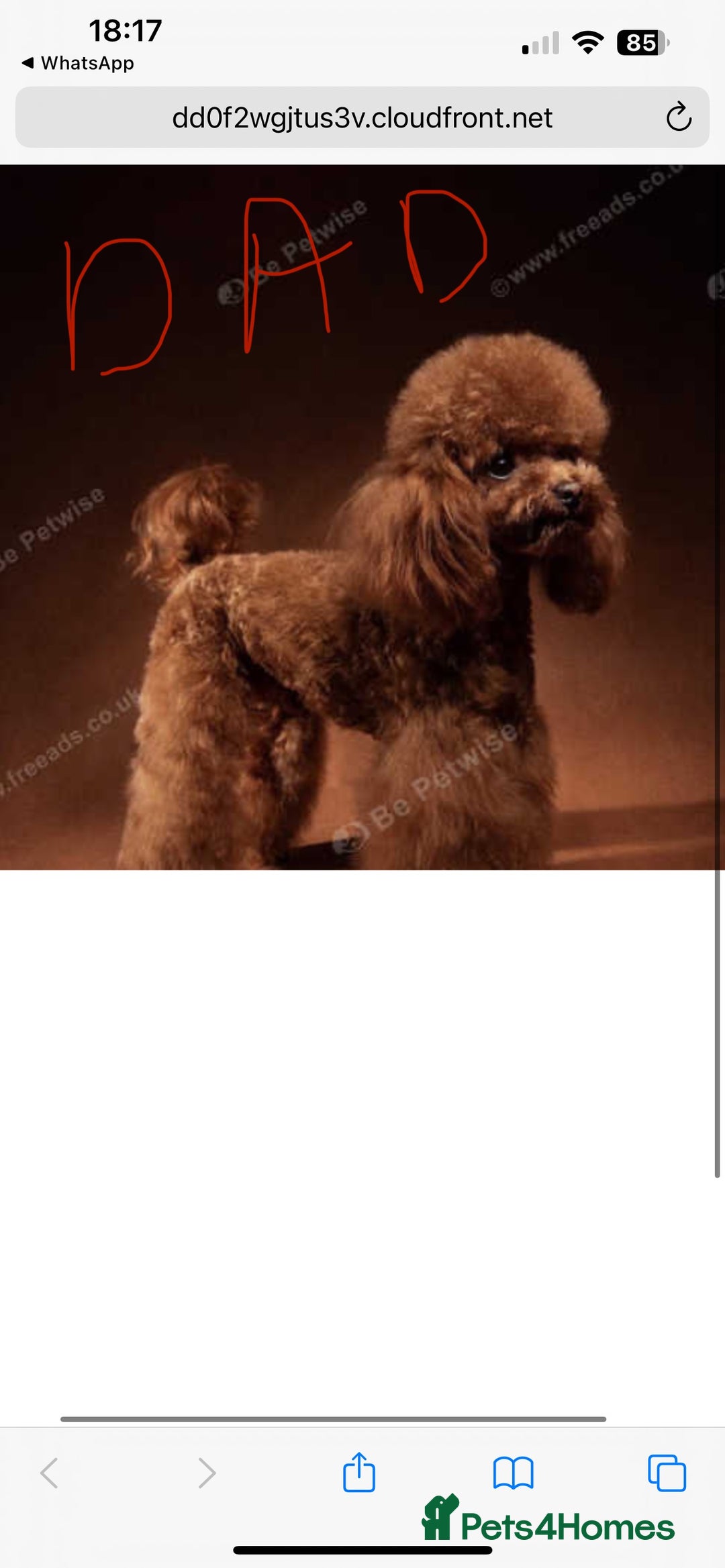Maltipoo dogs for sale: Gorgeous Maltipoo Puppies - Image 6
