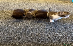 Persian cats for sale: 4 adorable Persian kittens  - Image 1