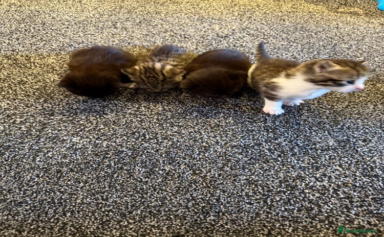 Persian cats - Advert 3