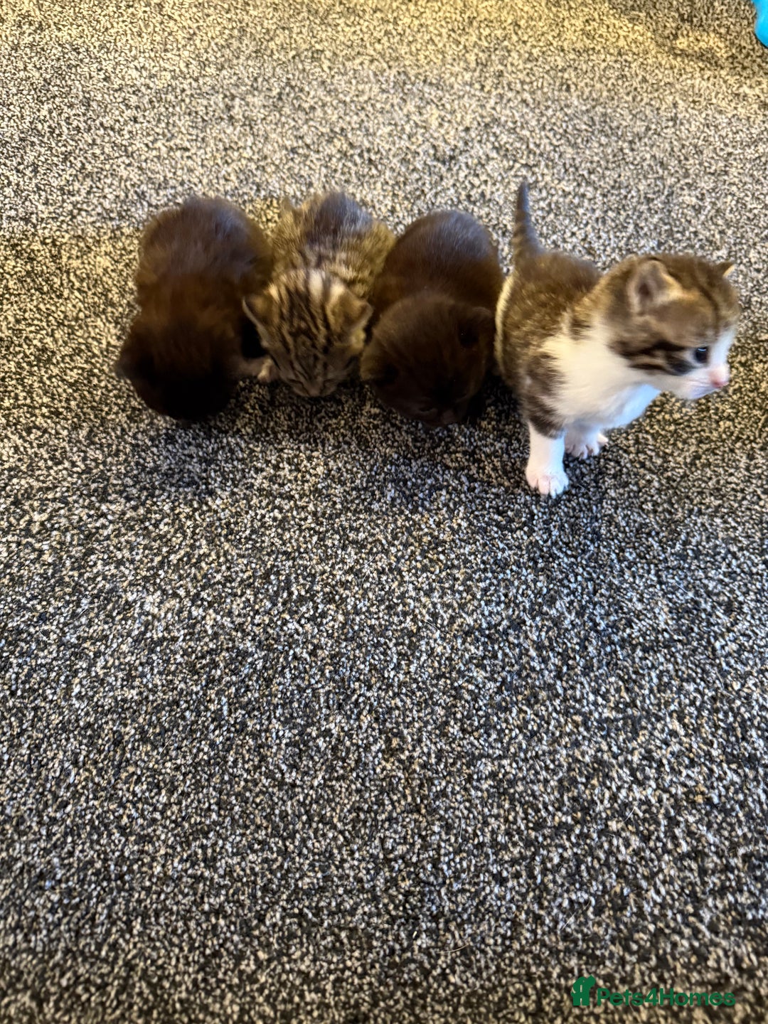 Persian cats for sale: 4 adorable Persian kittens  - Image 1