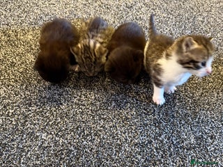 Persian cats - Advert 10