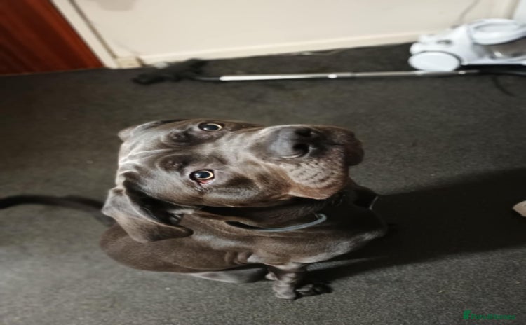 Cane Corso dogs - Advert 1