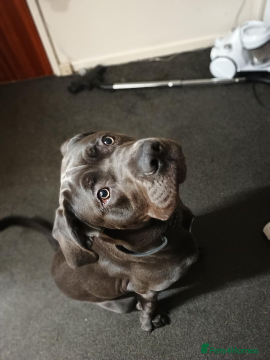 Cane Corso dogs for sale: Male cane corso  - Image 1