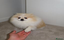 Pomeranian dogs for sale: Teddy bear Pomeranian- show style    - Image 7