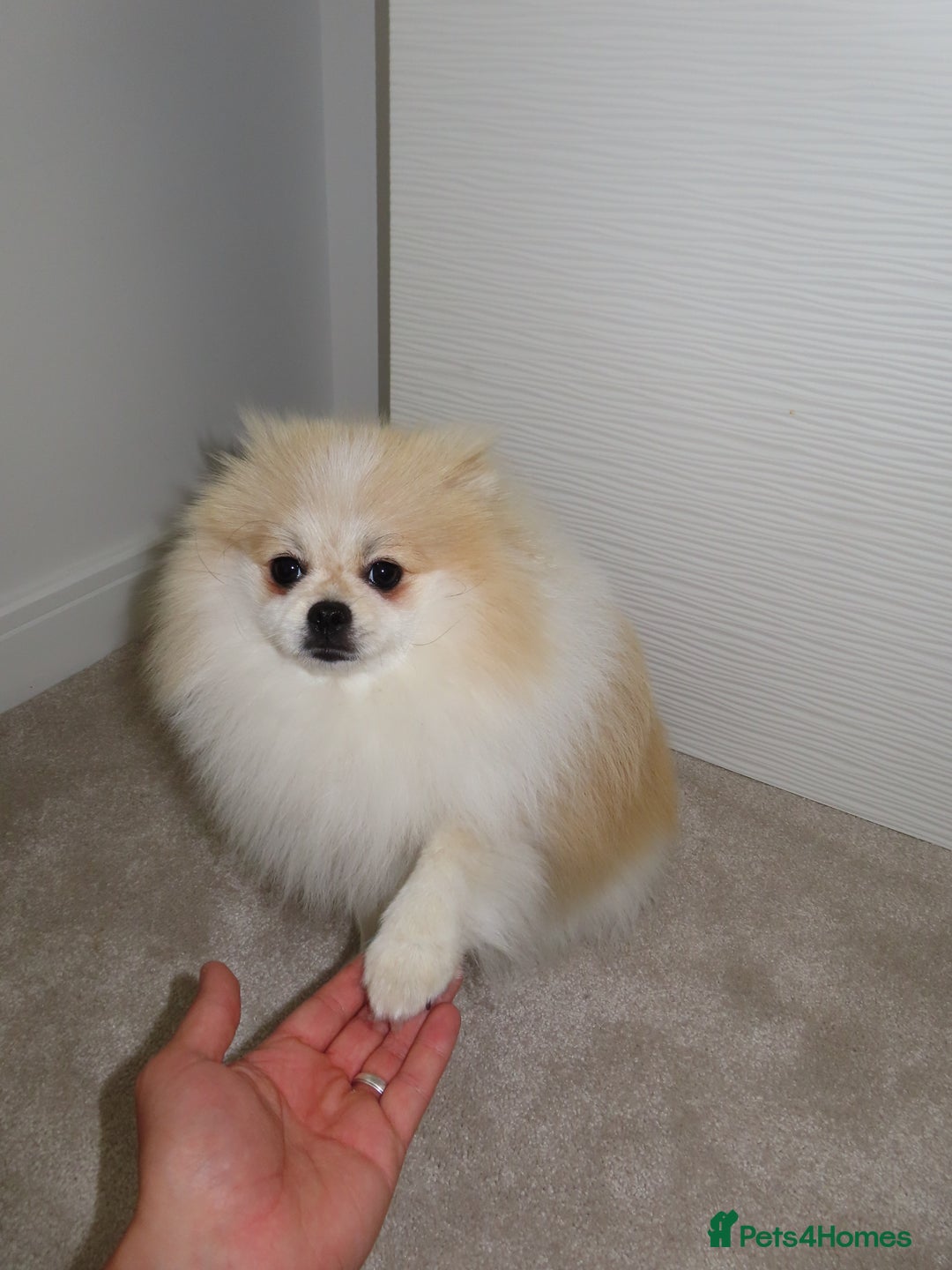 Pomeranian dogs for sale: Teddy bear Pomeranian- show style    - Image 7