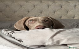 Mixed Breed dogs for sale: Weimaraner X Sprocker Pup - Image 6