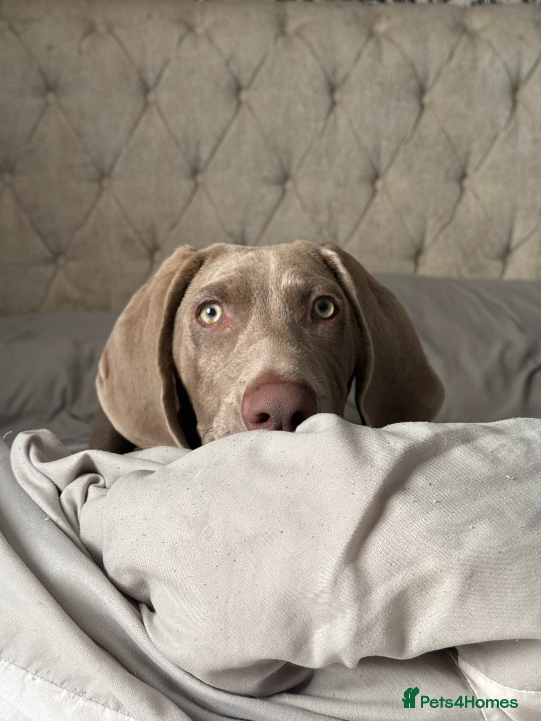 Mixed Breed dogs for sale: Weimaraner X Sprocker Pup - Image 6