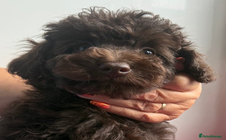 Toy Poodle dogs - Advert 9