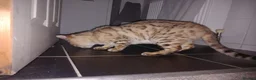 Bengal cats for sale: Snow bengal girl - Advert 2