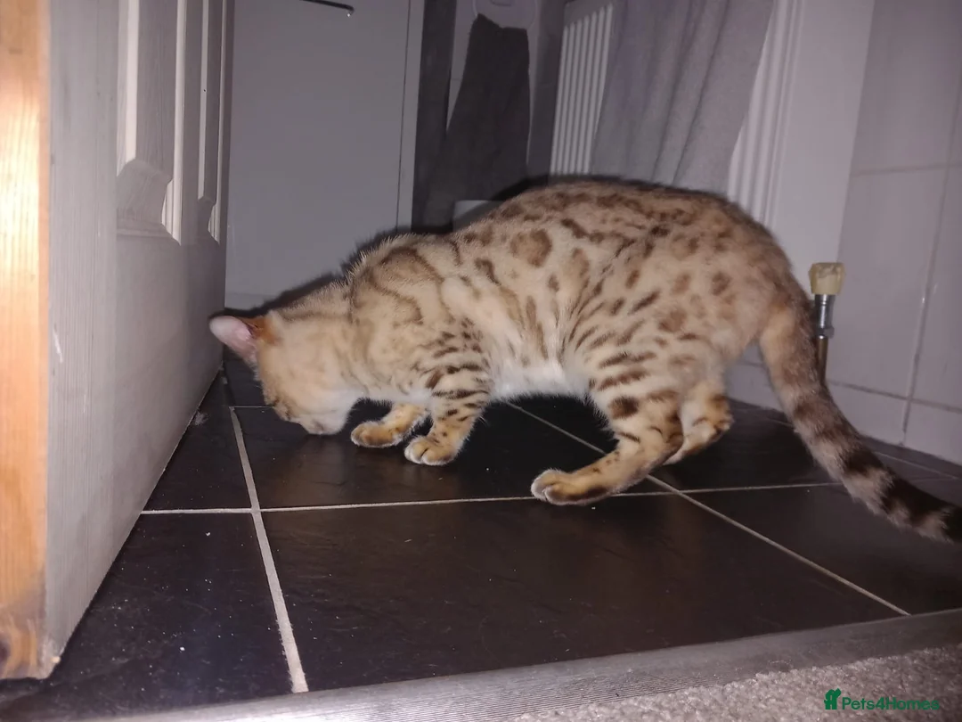 Bengal cats for sale: Snow bengal girl - Advert 2
