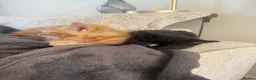 Mixed Breed cats for sale: Two kittens for sale  - Advert 3