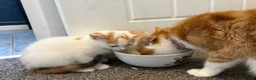 Mixed Breed cats for sale: Beautiful calico and tortoishell kittens - Advert 5
