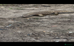 Monitor reptiles for sale: Servanah monitor  - Image 6